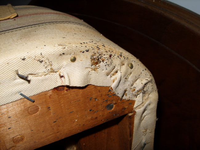 bug bed