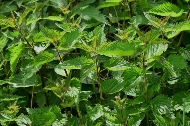 Kratom