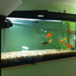 fish filters 