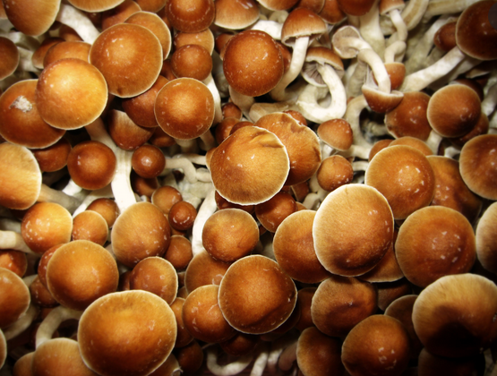 magic mushrooms